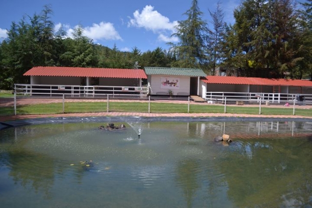 estanque de patos